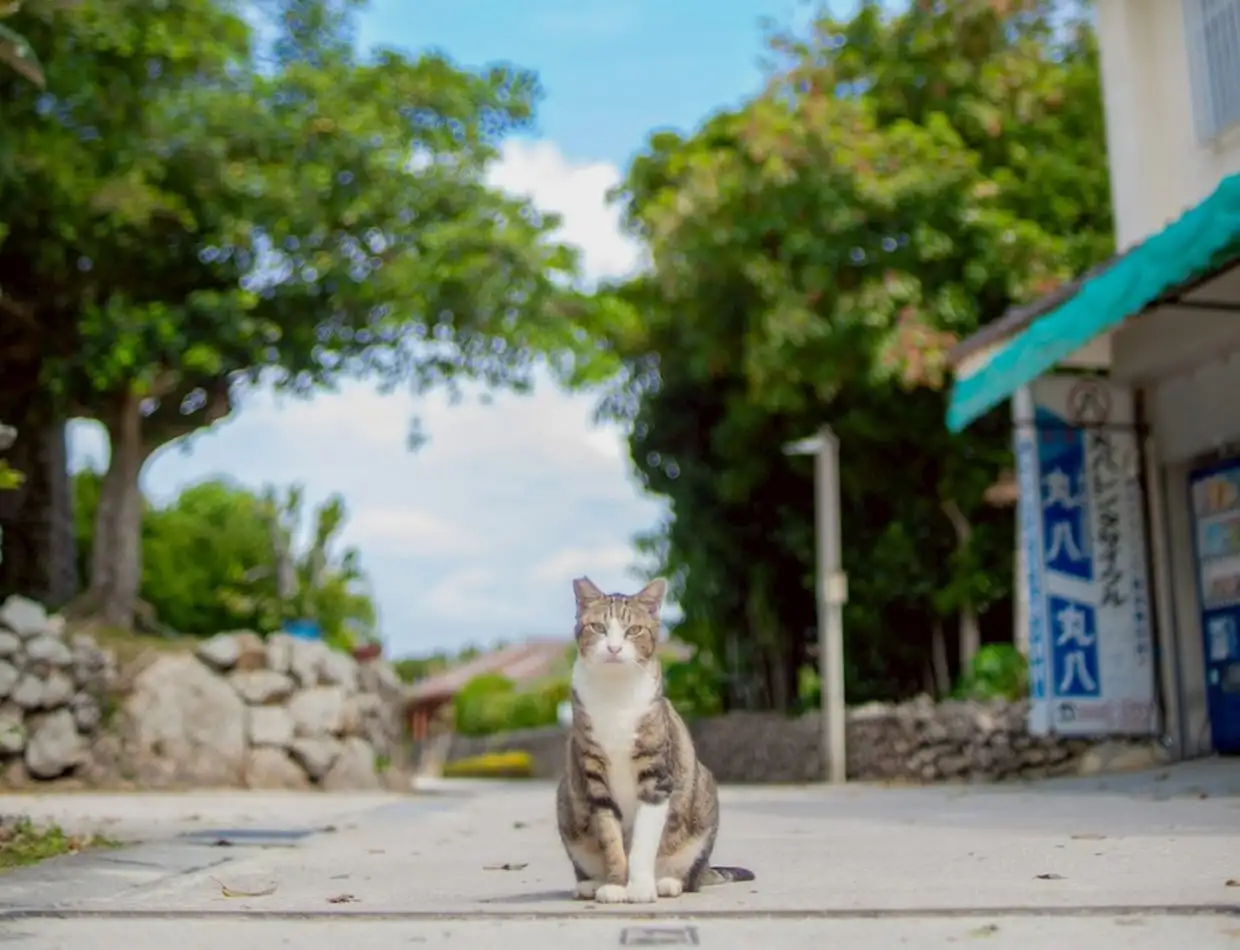 竹富島の集落を歩く猫